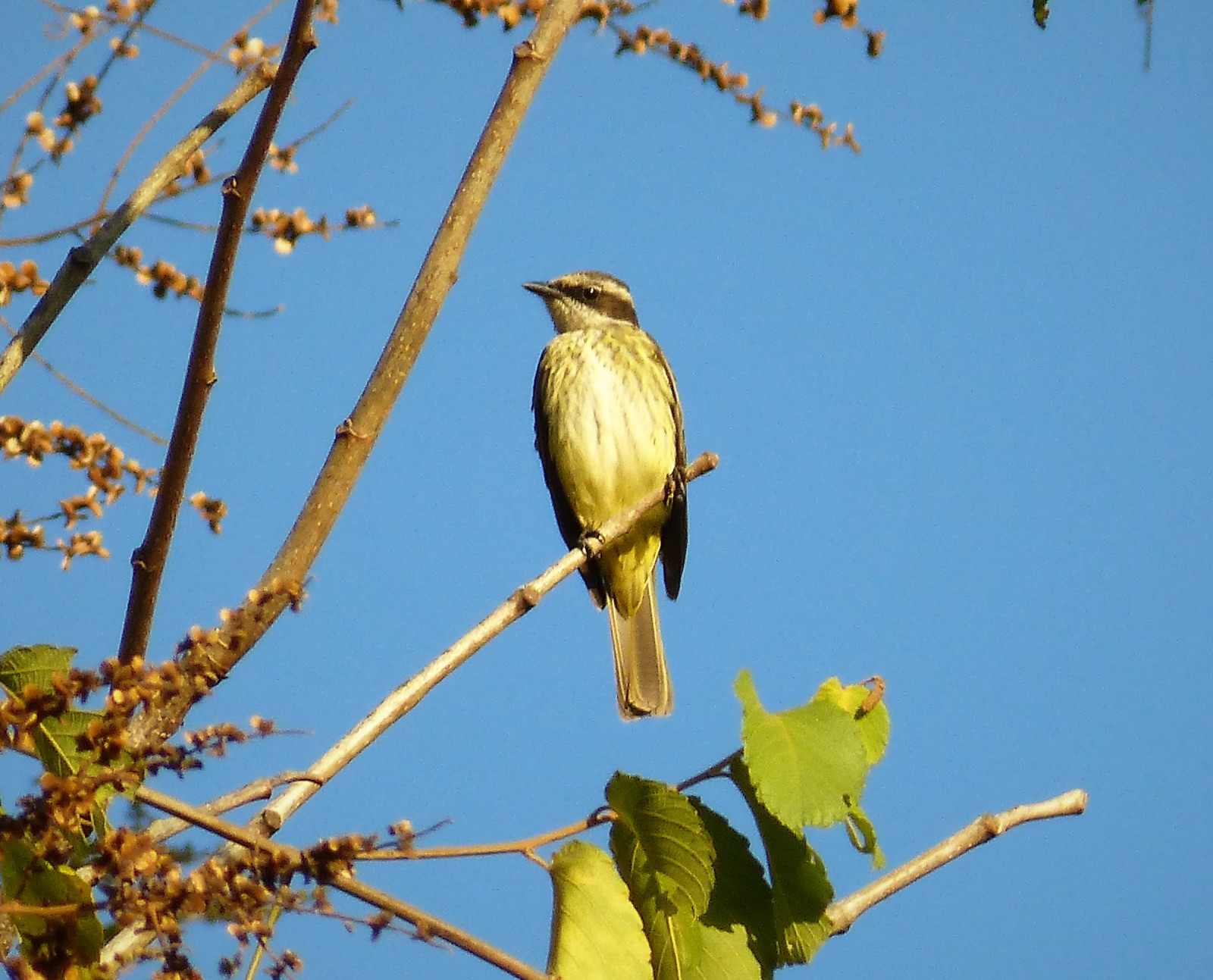 image Piratic Flycatcher
